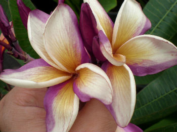 (image for) Puapa Violet Plumeria 6 Seeds - Click Image to Close